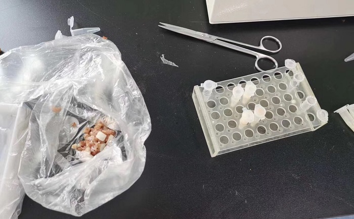 豬肉組織91免费污在线观看前