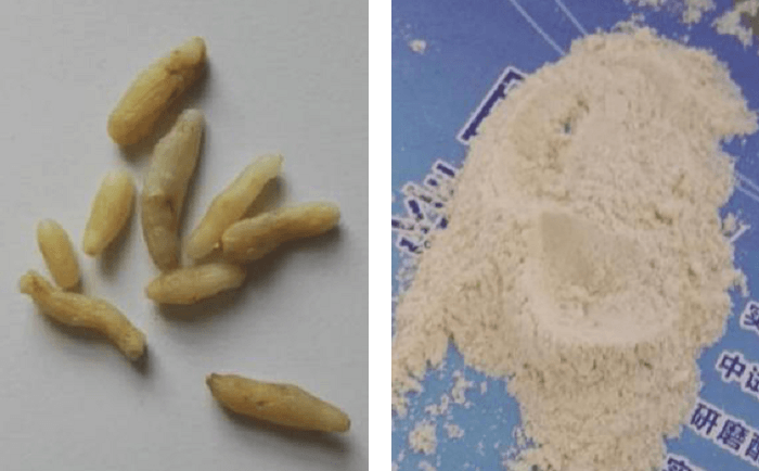 麥冬91免费污在线观看前後