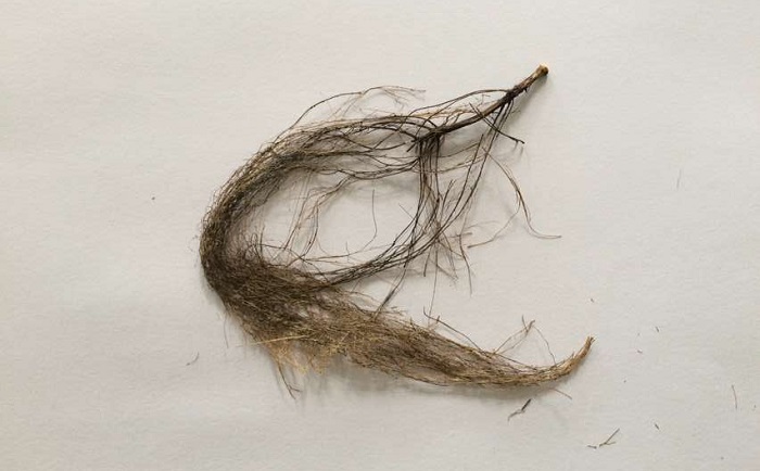 棉花根91免费污在线观看前