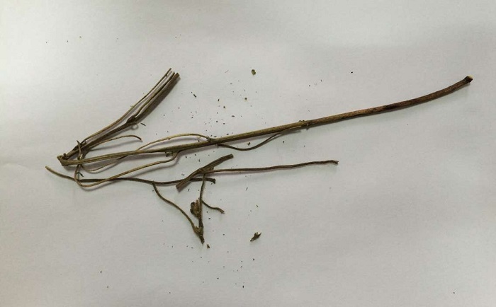 棉花莖91免费污在线观看前